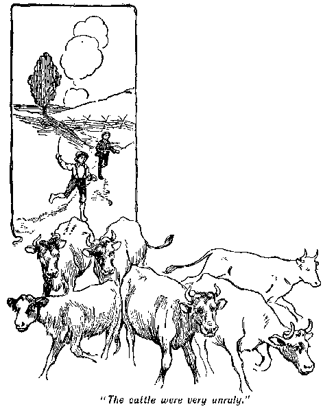[Illustration: "<i>The cattle were very unruly</i>."]